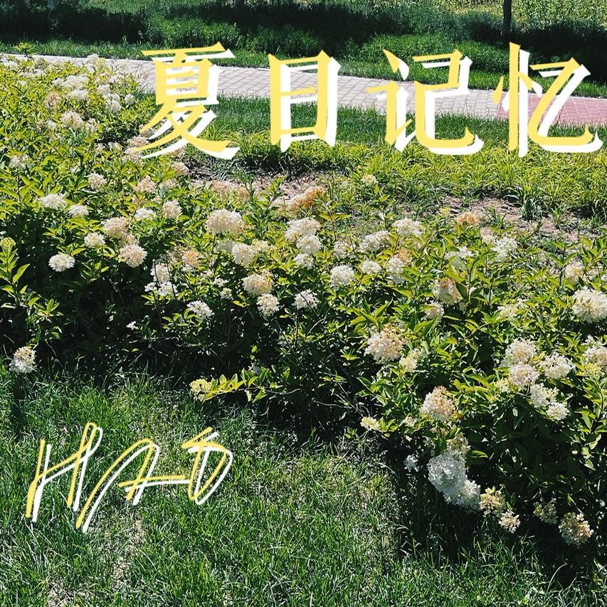 夏日记忆