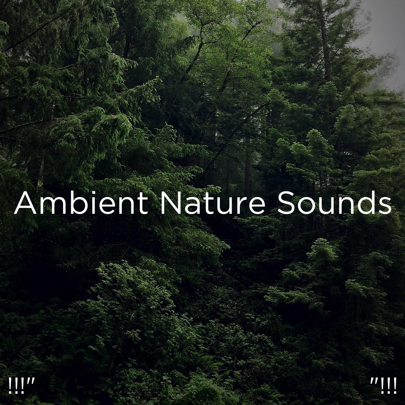 !!!" Ambient Nature Sounds "!!!