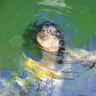 幸好有春天 浪漫主义 还有小狗和好天气