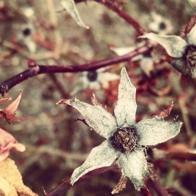 stereopsis