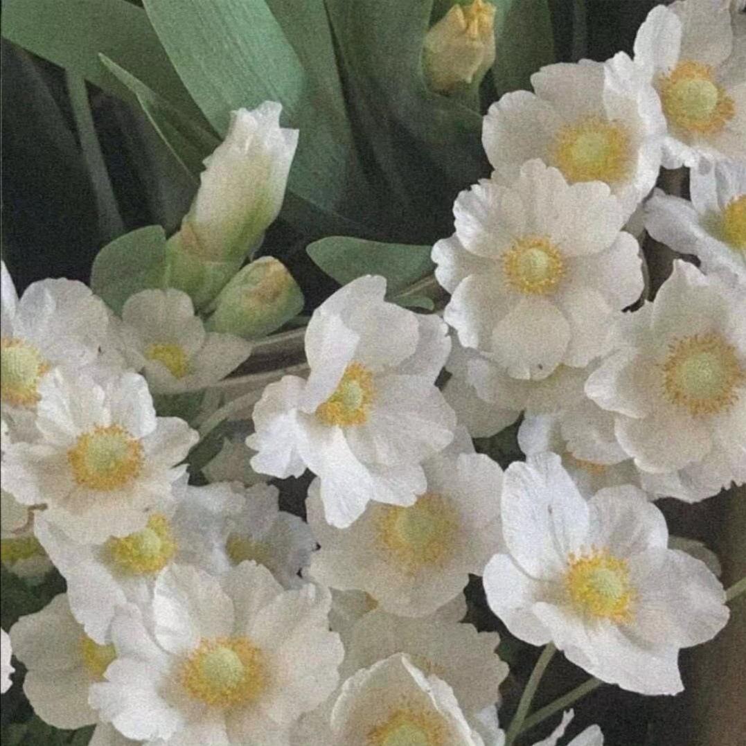 杨花落尽子规啼