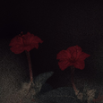 夜来香