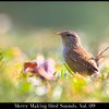 Isla Wagner Calm Sound Collection - Habitat of Ashy Tit