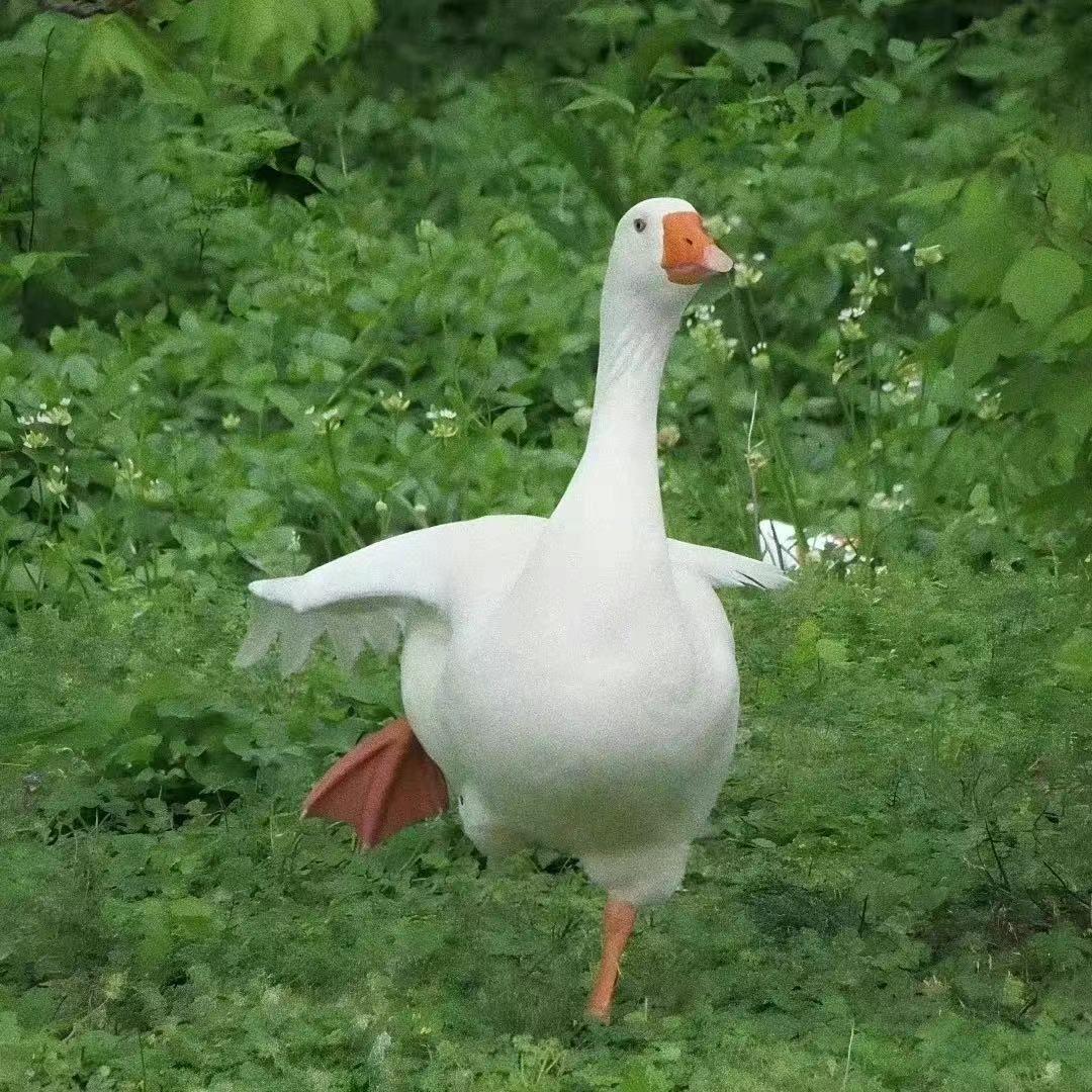 哇哇哇哇啊啊啊