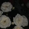 白月亮专辑