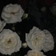 白月亮