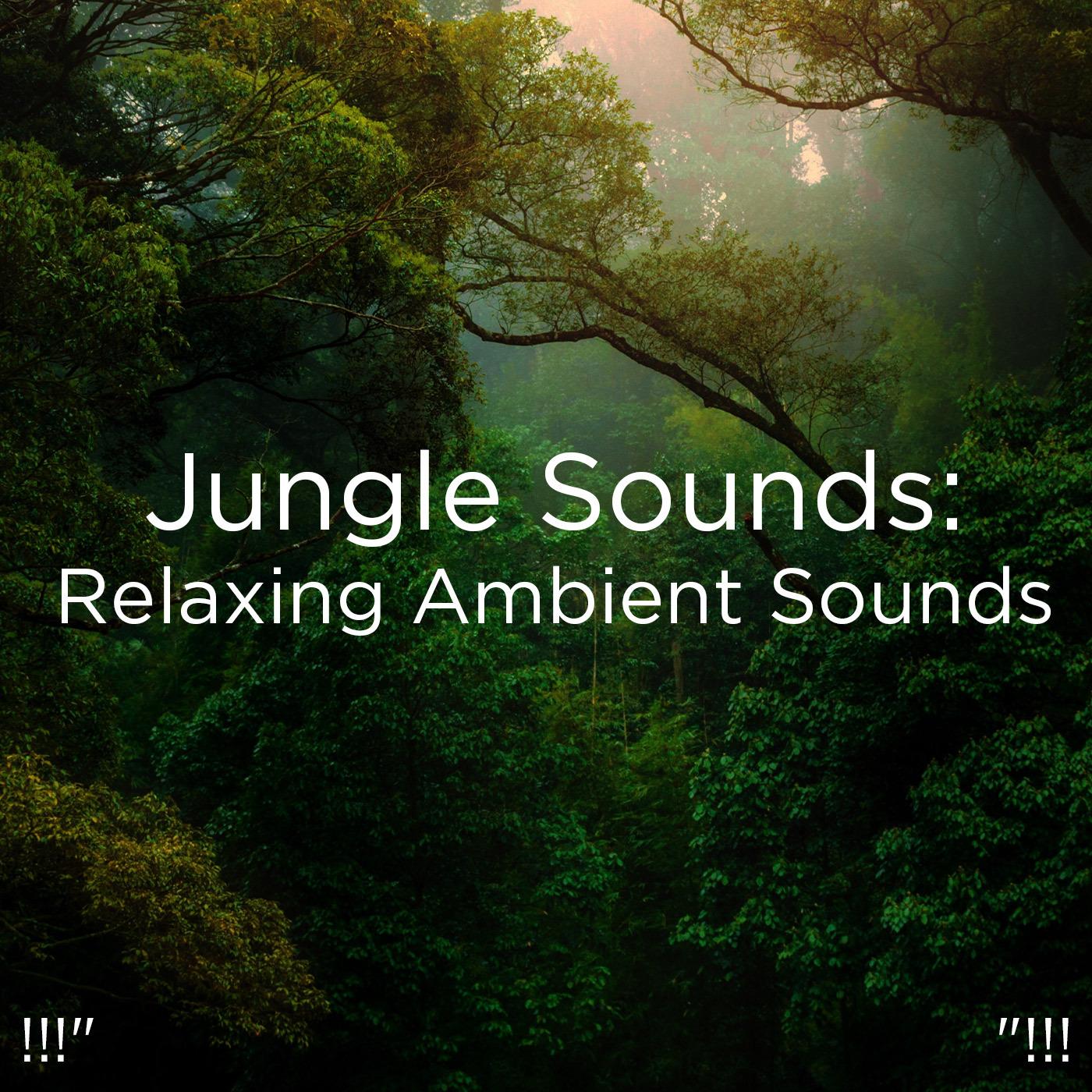 !!!" Jungle Sounds: Relaxing Ambient Sounds "!!!