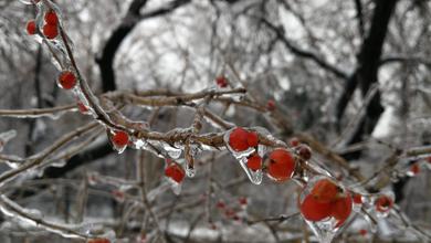 雪葉