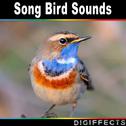 Song Bird Sounds专辑