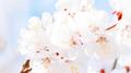 Flower专辑