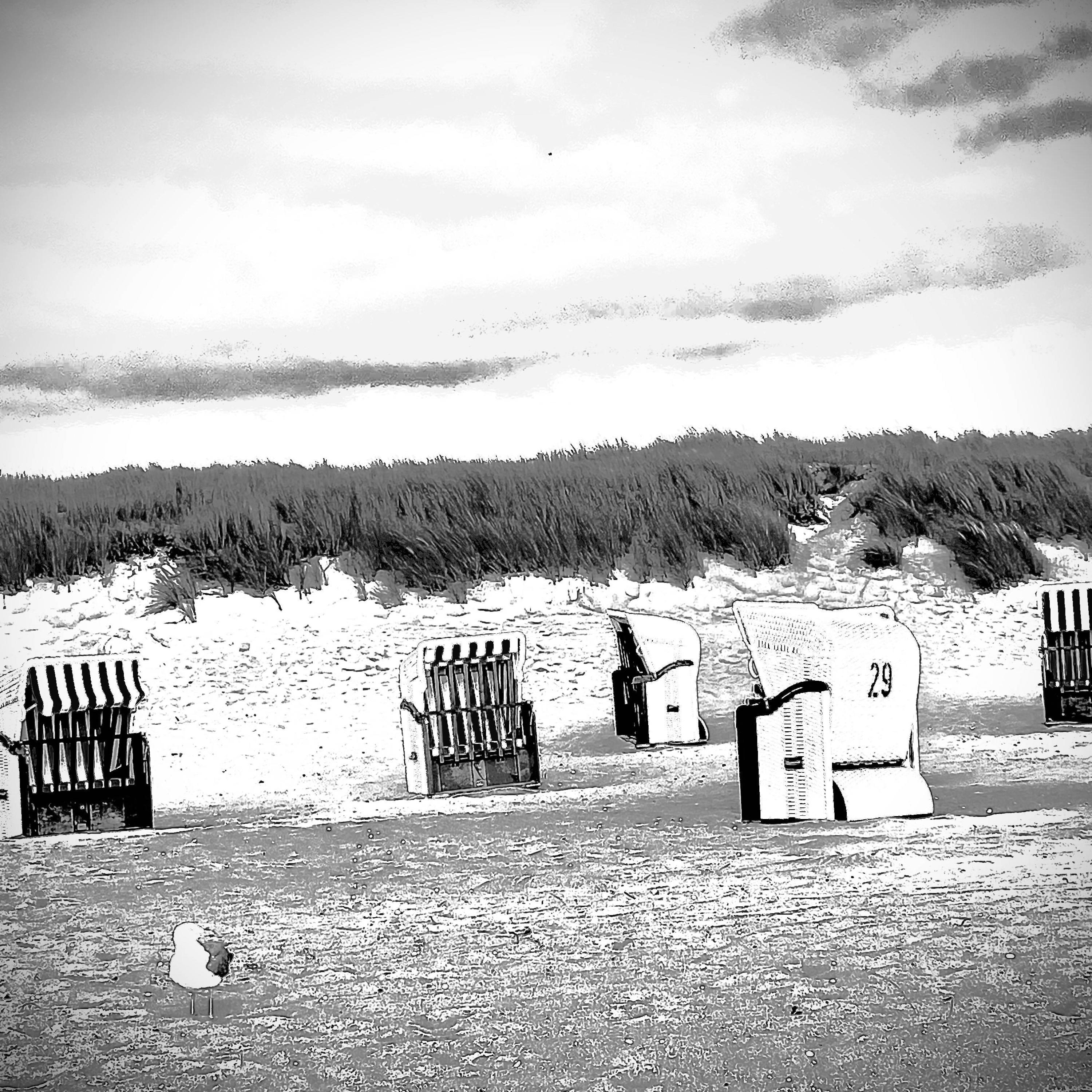 Beach Bird