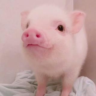 给 猪 猪 宝 贝 准 备 好 甜 甜 的 歌