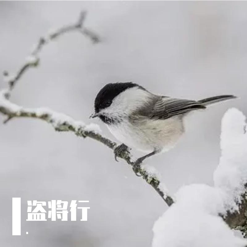 盗将行