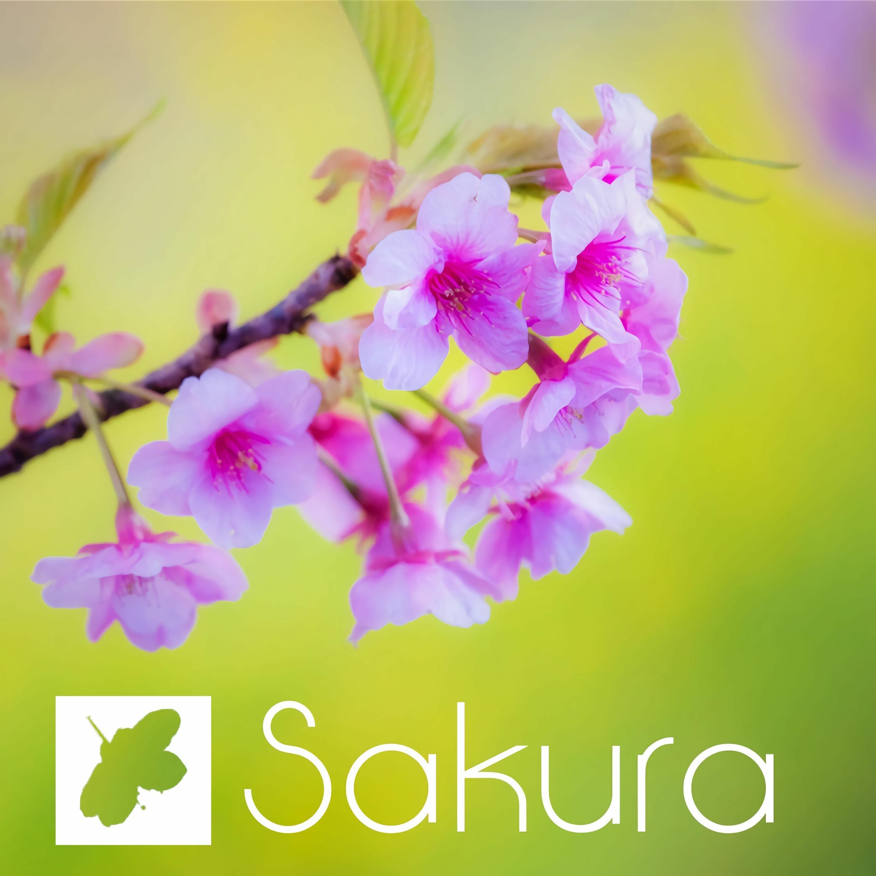 Oorora - Sakura.