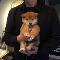 娄--2018 凡人歌+壮志在我胸 男嘉宾伴奏