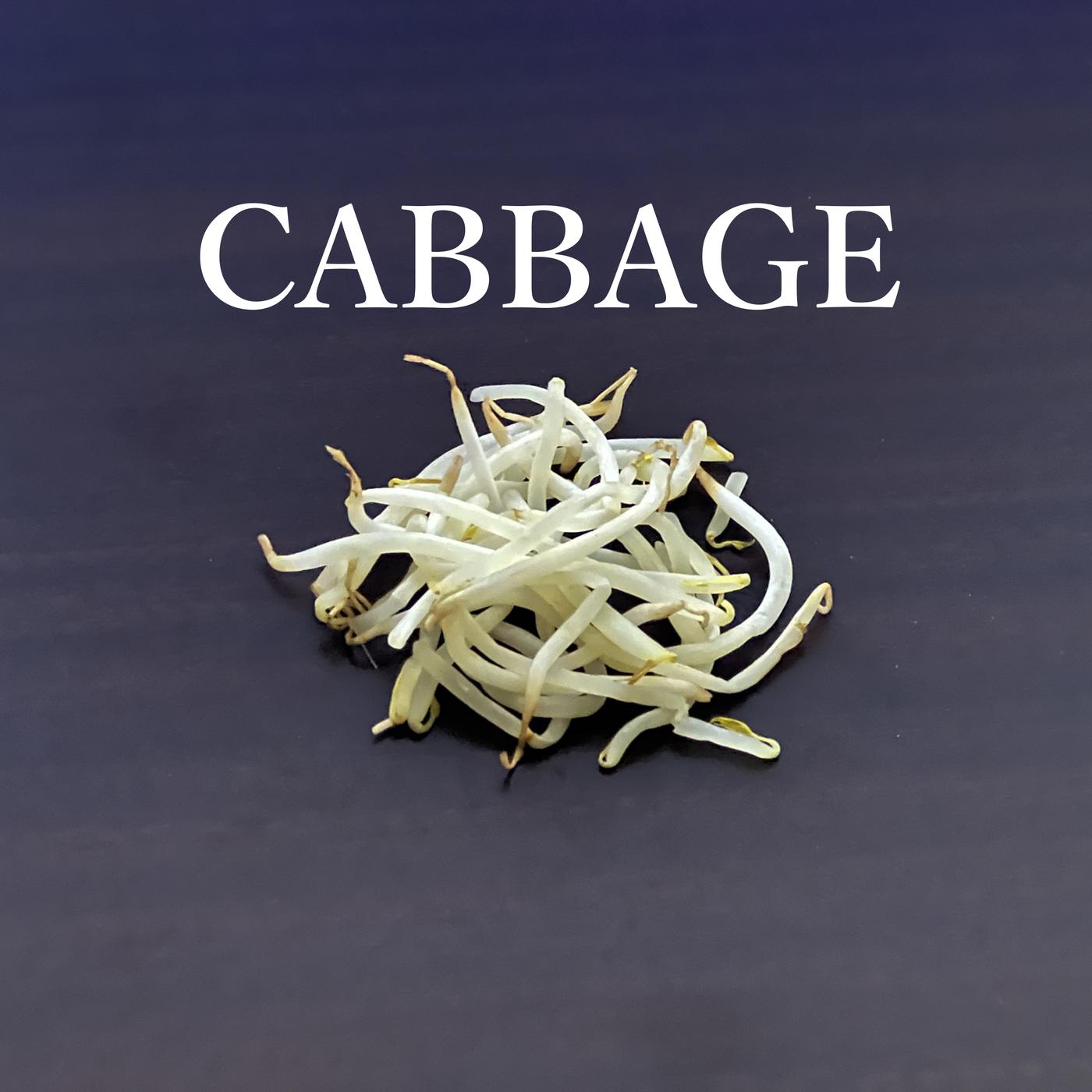 キャベツ (feat. KAITO)