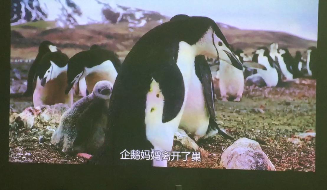 Our (penguin) Way to Say Goodbye专辑