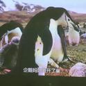 Our (penguin) Way to Say Goodbye专辑