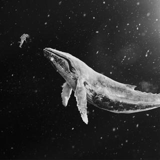 国产后摇 | 巨鲸落 万物生