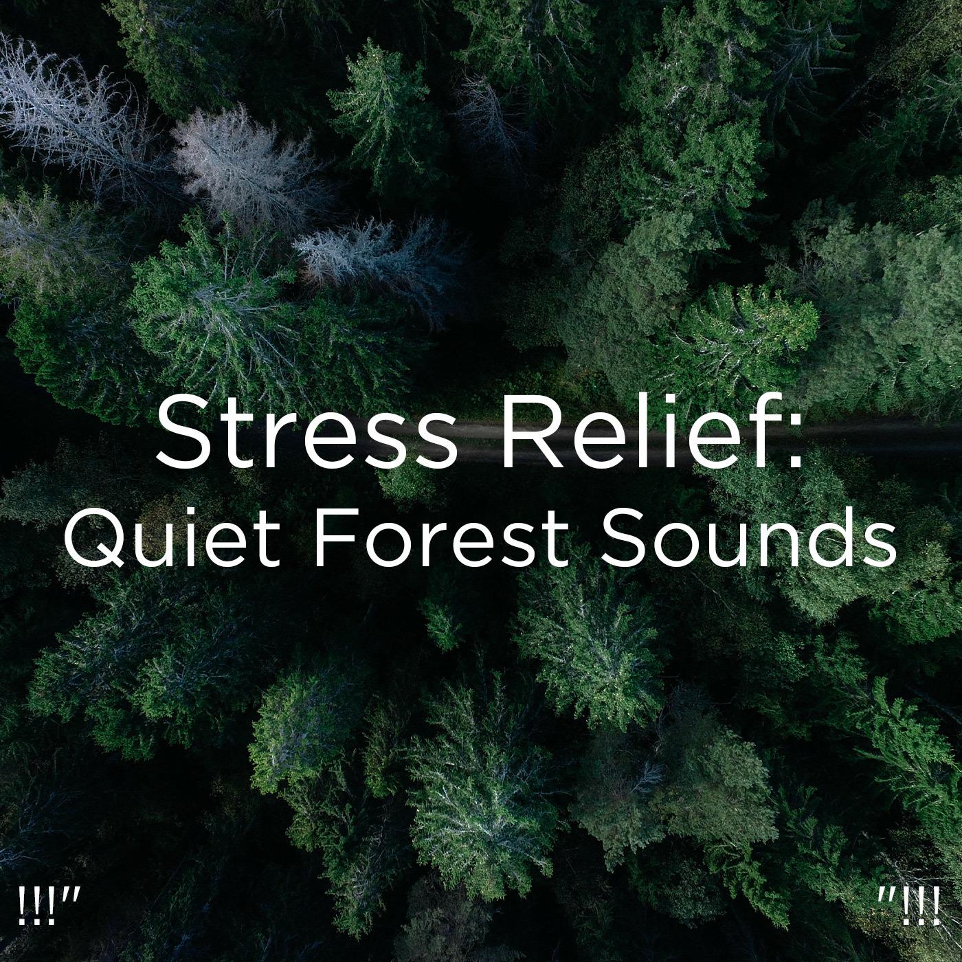 !!!" Stress Relief: Quiet Forest Sounds "!!!