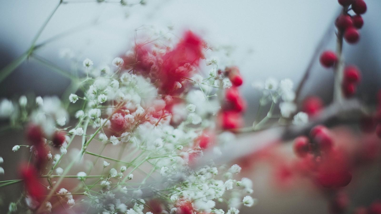 不老梦（Cover 银临）