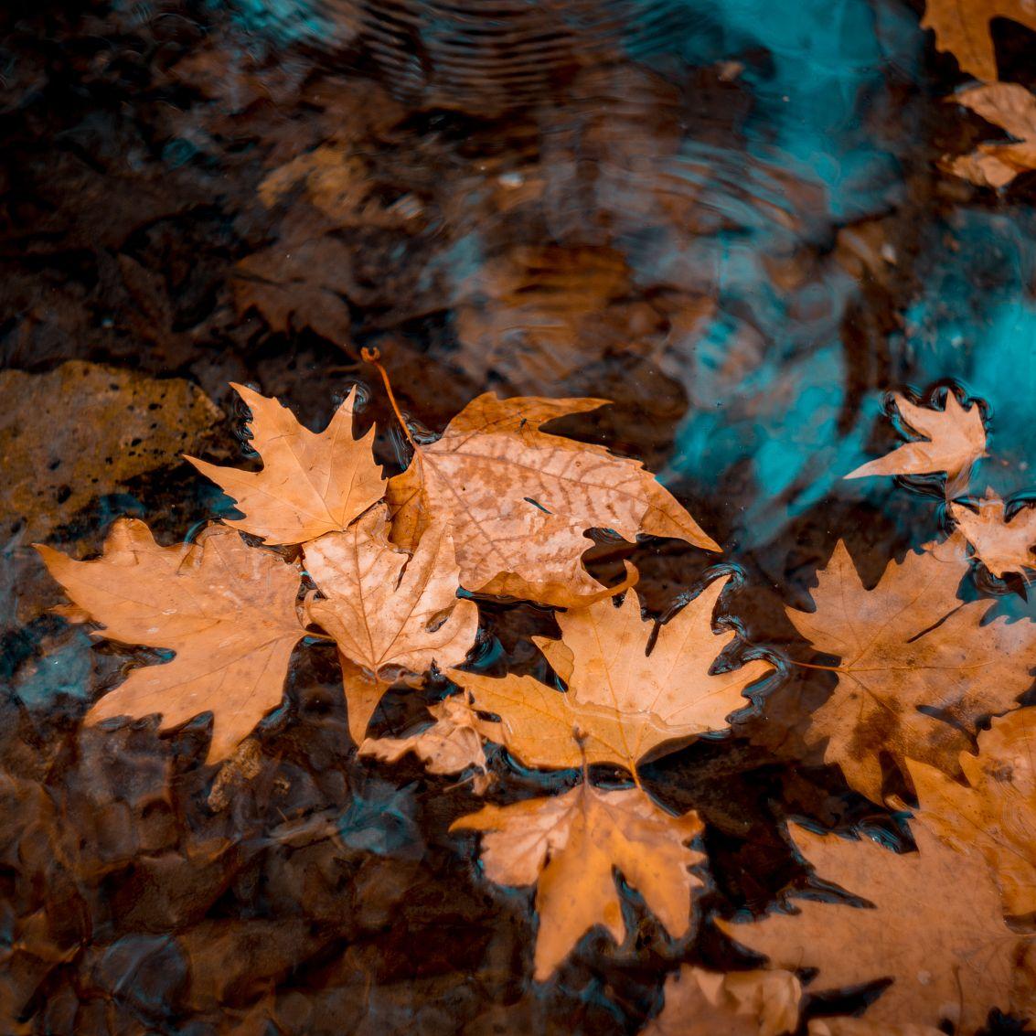 马跃展秋-殇别恋