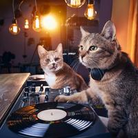 Lofi Tunes For Cool Cats