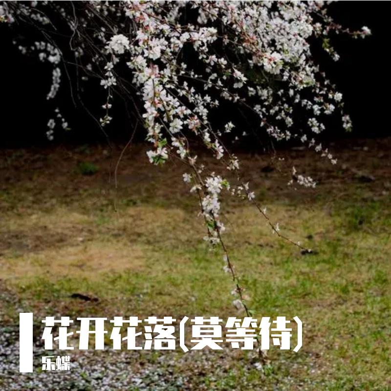 花开花落(莫等待)