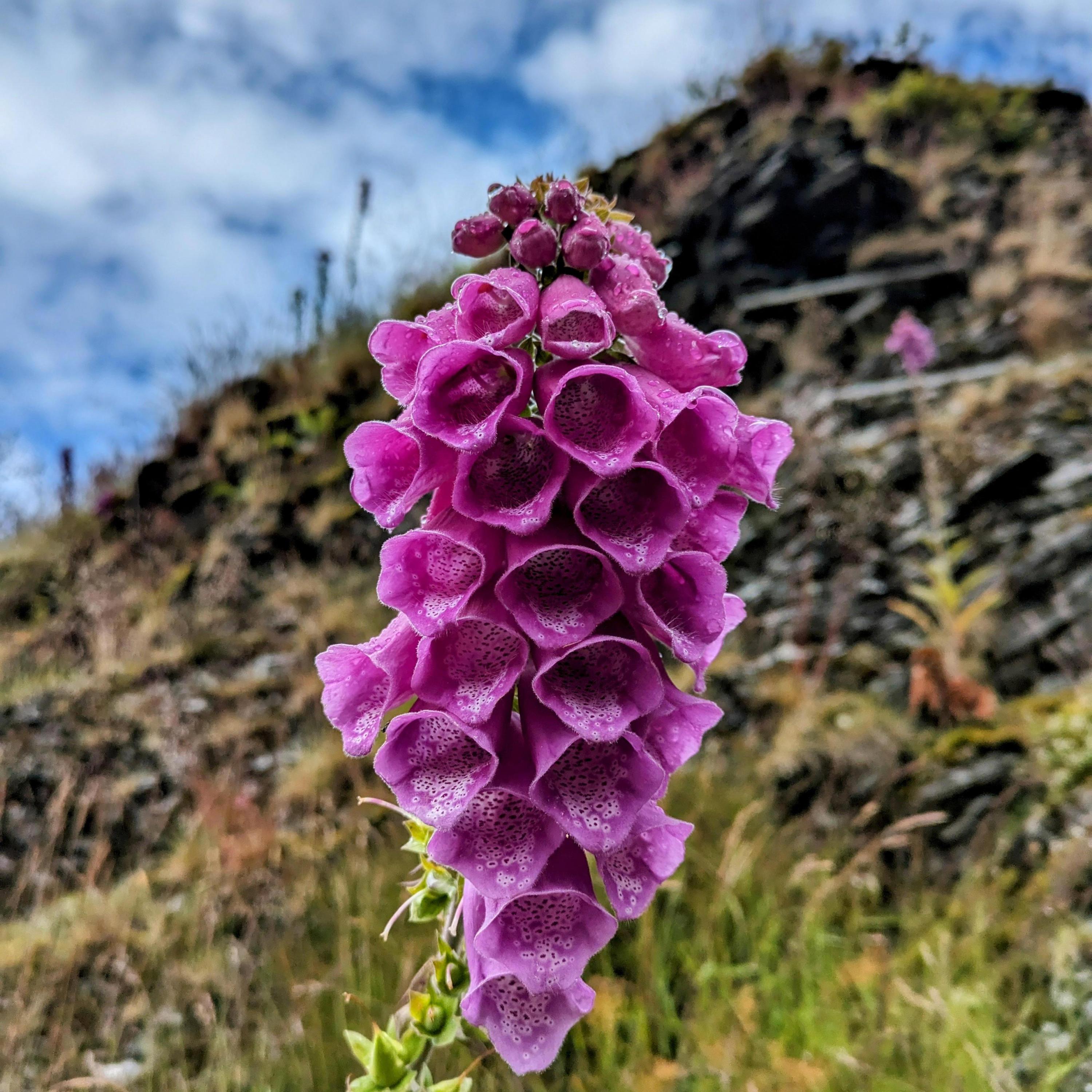 High Lord Of Spring (Bonus)