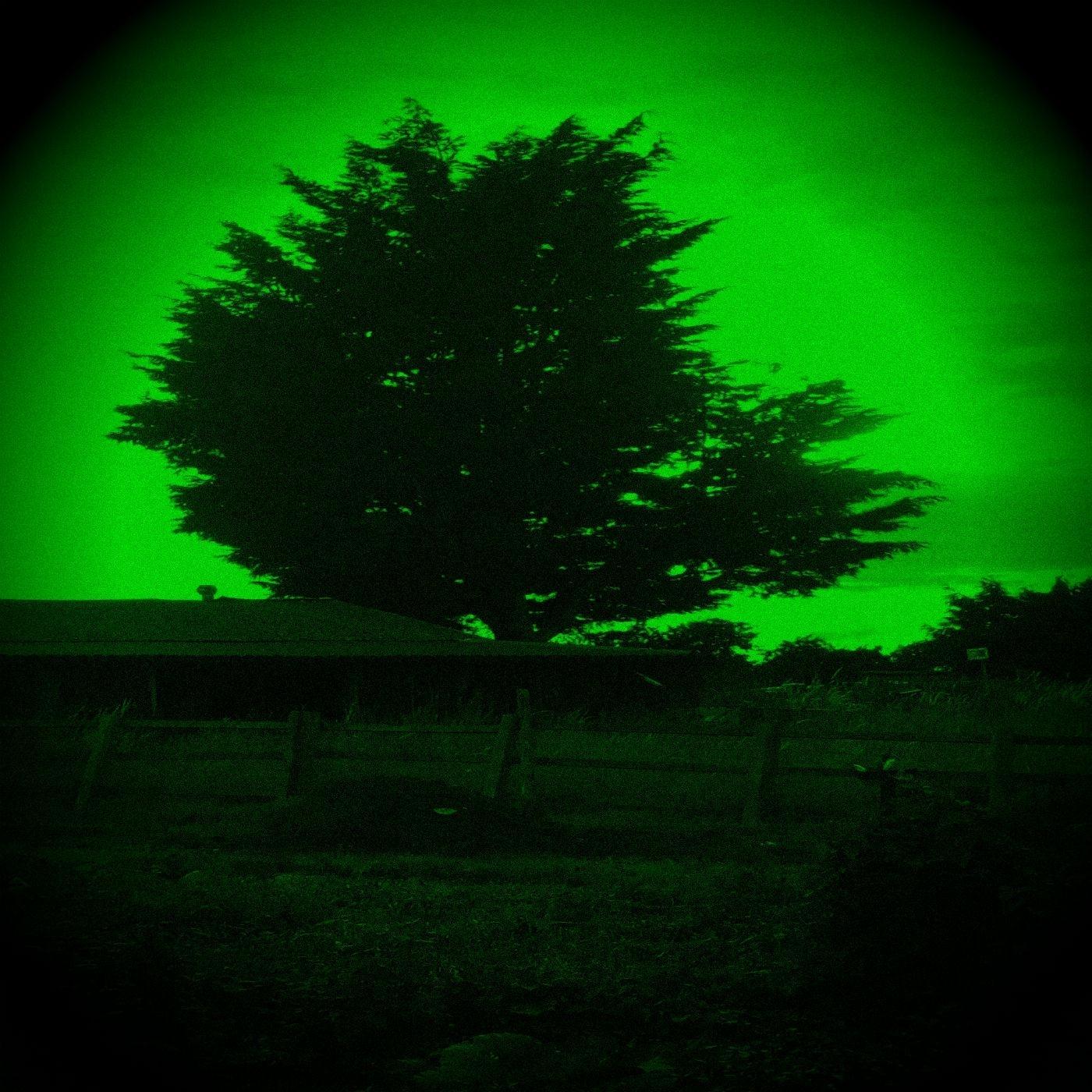 Neem