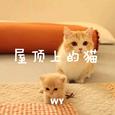 屋顶上的猫