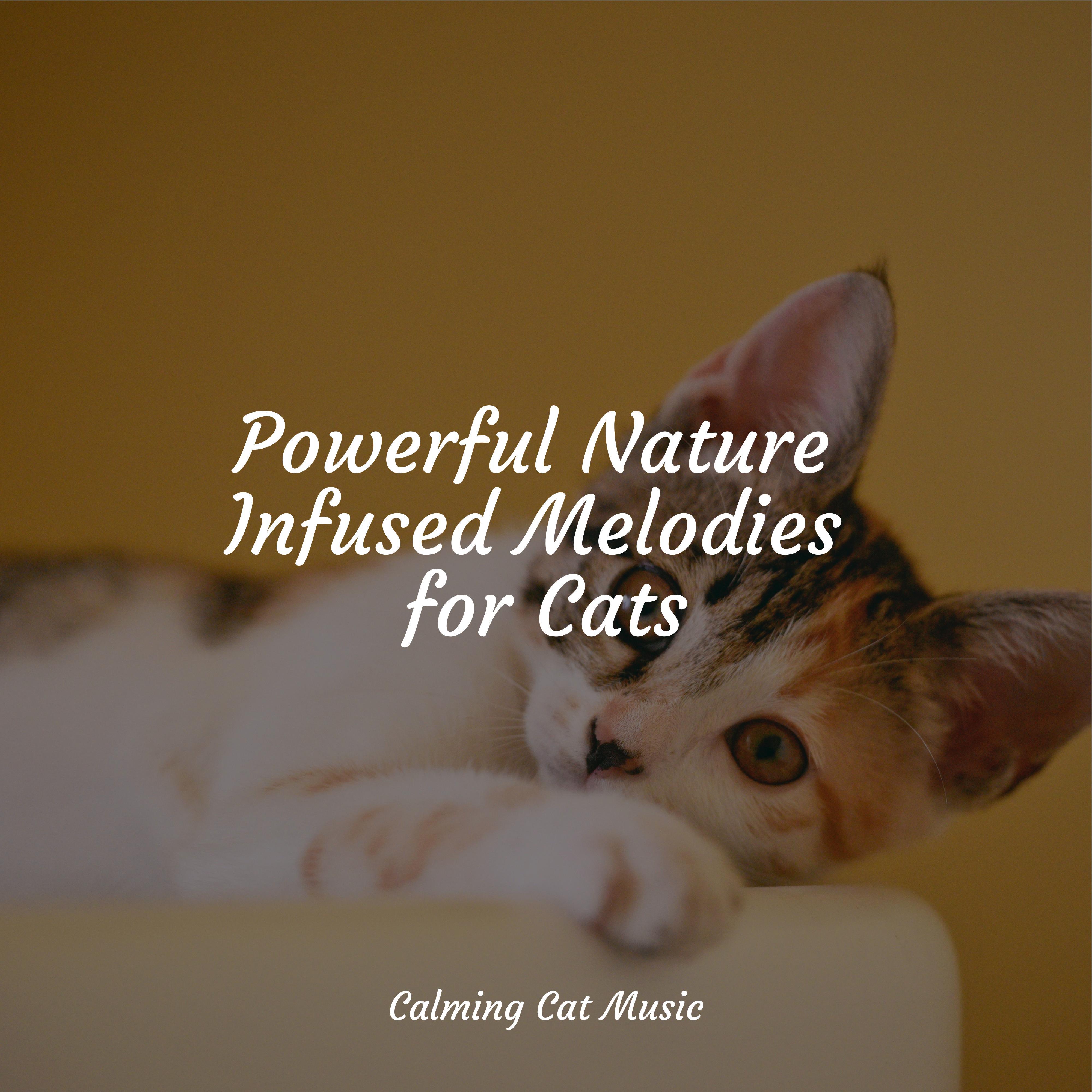 Music For Cats Peace - Reiki Healing