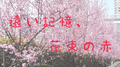 遠い記憶、花束の赤专辑