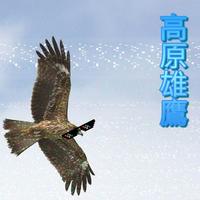 高原雄鹰(汉语藏语合唱版伴奏)