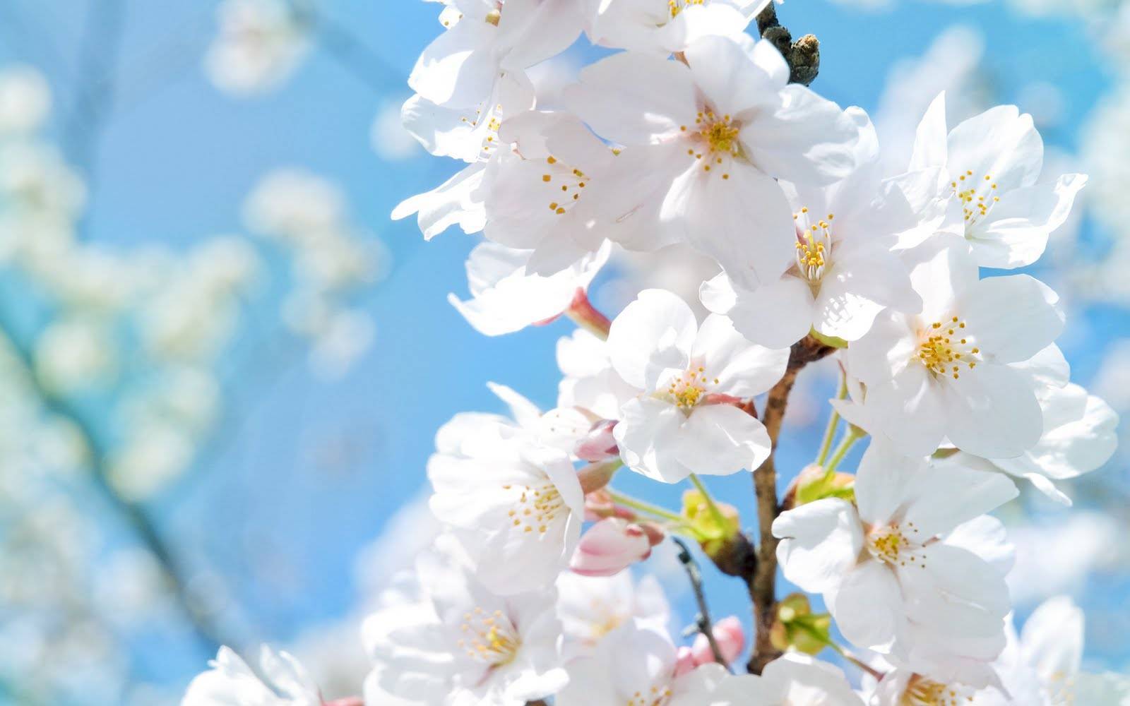 桜の花が舞い落ちるとき专辑