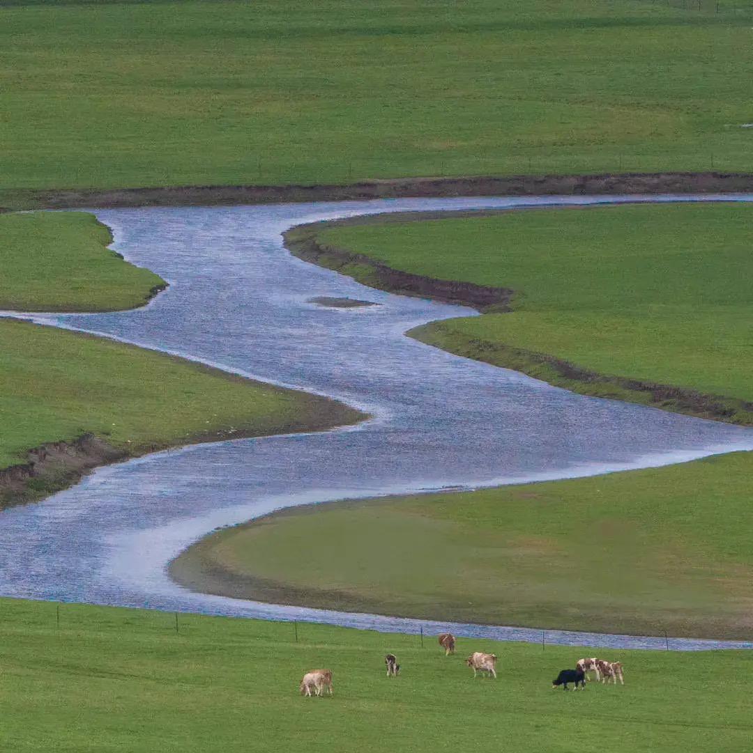 想念你（苏雅）