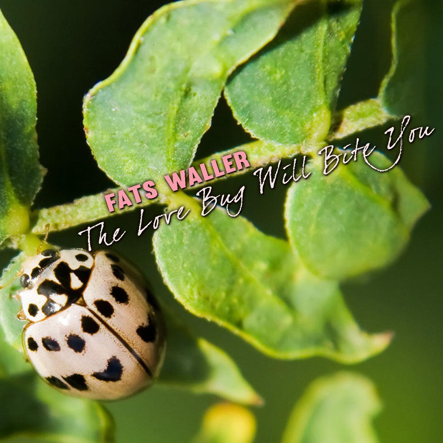 The Love Bug Will Bite You