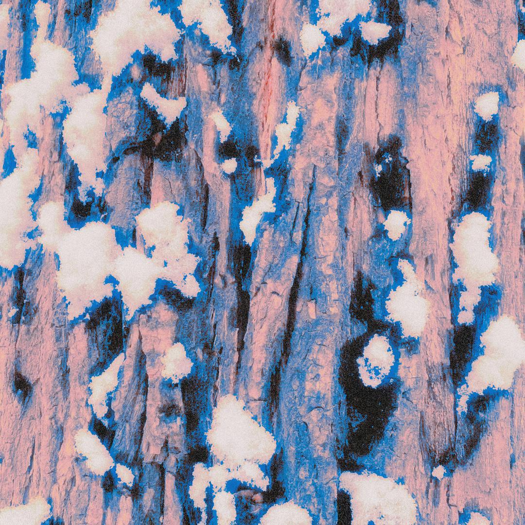 春雪