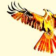 The Phoenix
