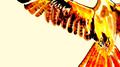The Phoenix专辑