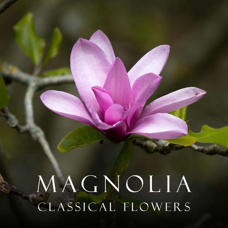 Piano Concerto No. 5 in E-Flat Major, Op. 73 "Emperor":II. Adagio un poco moto –