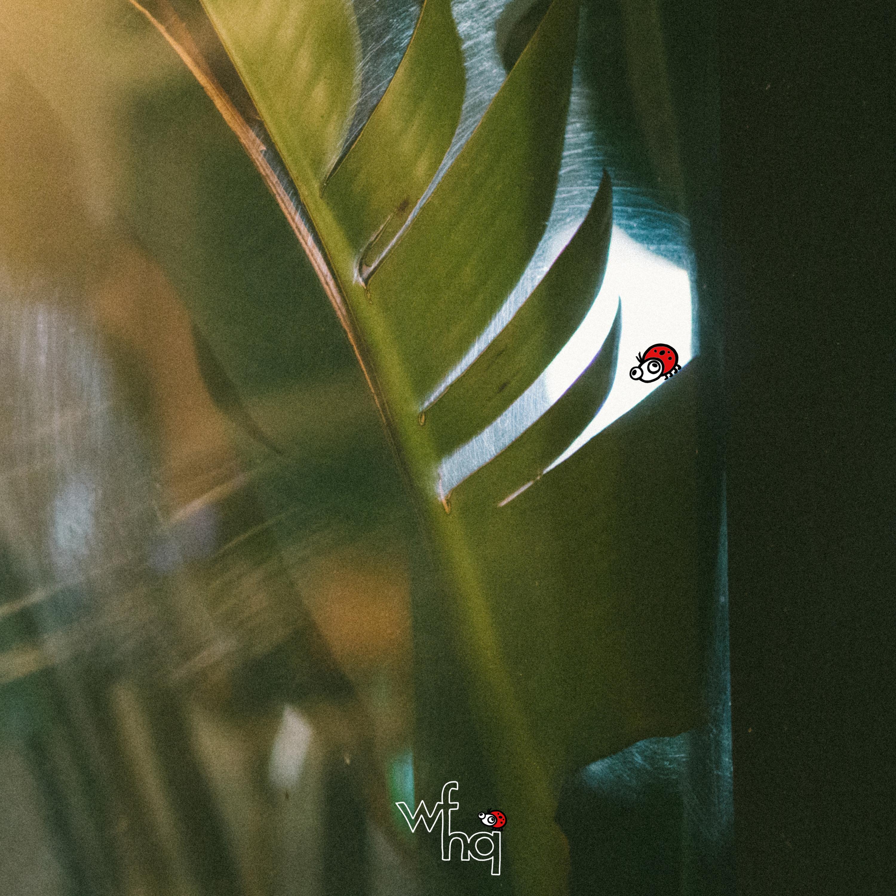 Ladybug