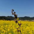 夏寻冬