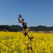 夏寻冬