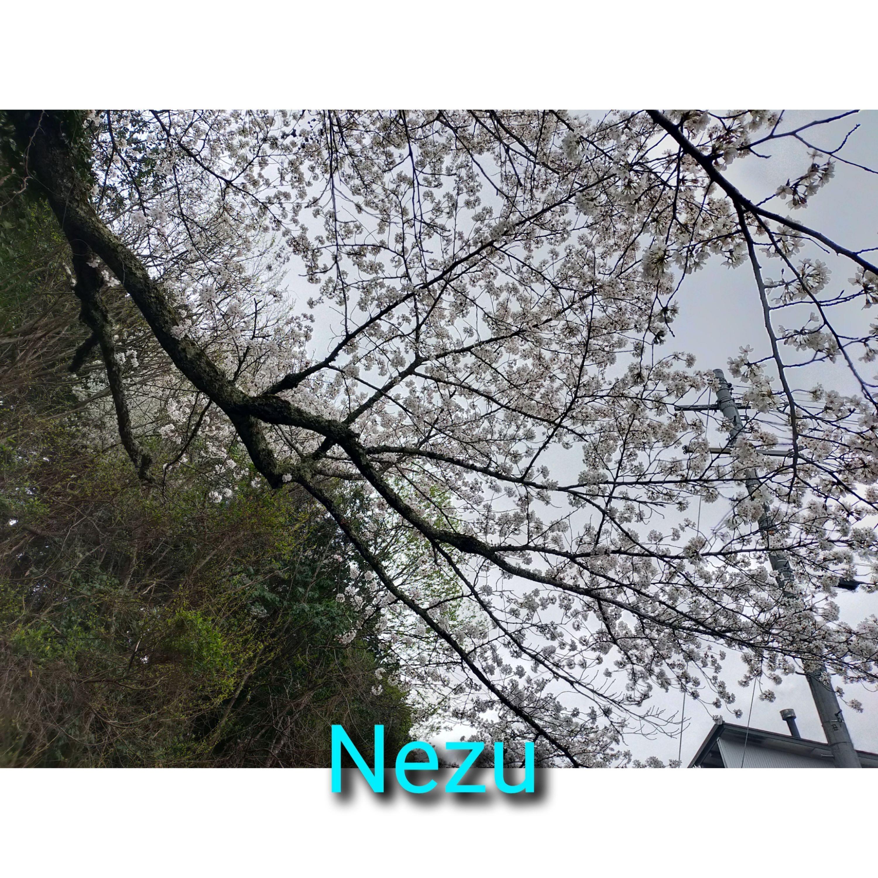 Nezu