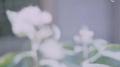 虫儿飞专辑