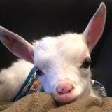Sven，