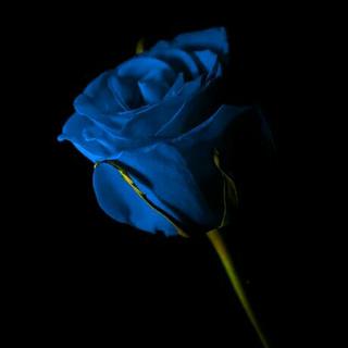治愈心情，治愈心灵，最好听的欧美歌与曲。