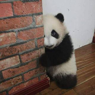 哪里着火了啊师傅，有警报声