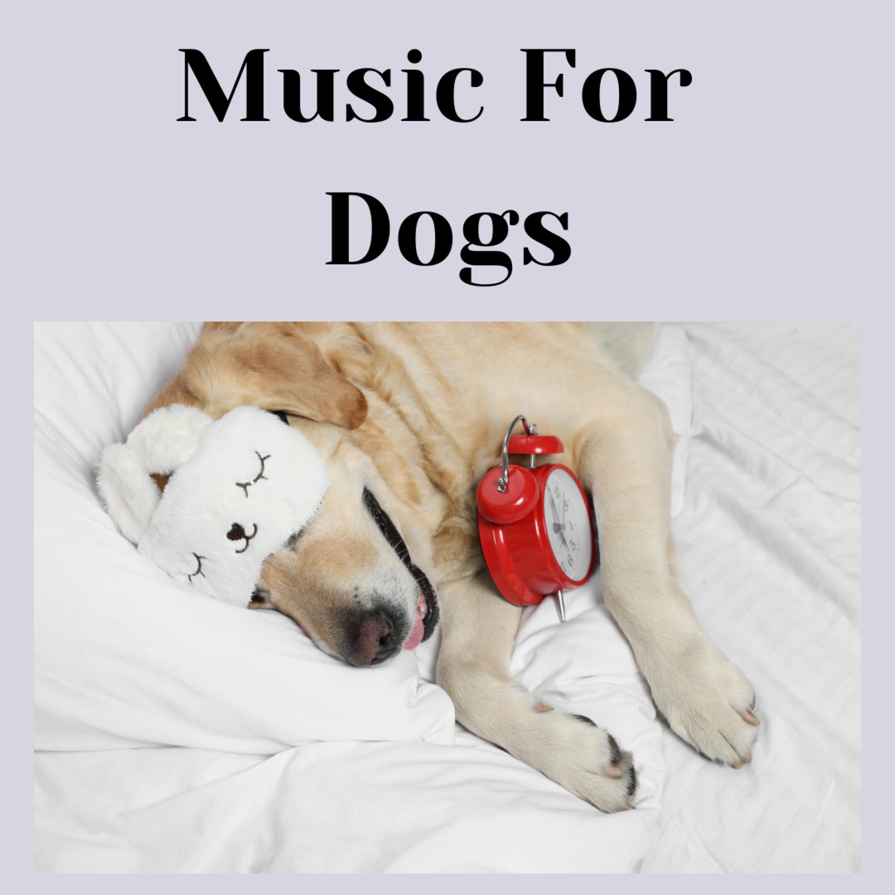 Music For Dogs - Soft Music For Dogs